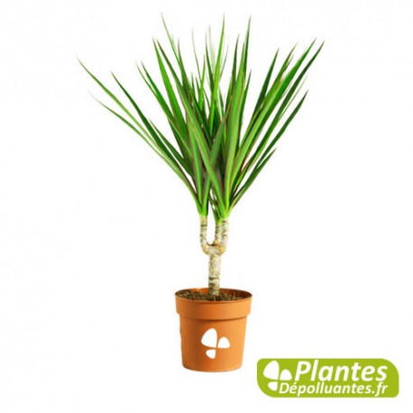 Dracaena marginata CareYaelp Search